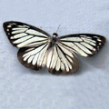 Common wanderer Valeria